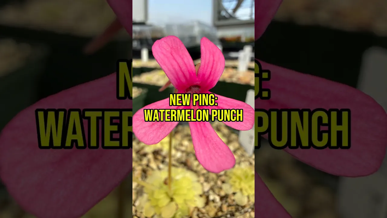 Pinguicula x “Watermelon Punch” BARE ROOT
