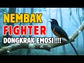 Download Lagu NAIKAN FIGHTER DONGKRAK EMOSI MURAI BATU !! PANCINGAN PALING AMPUH NAIKAN MENTAL FIGHTER MURAI BATU