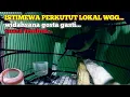 Download Lagu istimewa perkutut lokal WGG❗suaranya tembus...widahsana gosta gasti