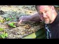 This EASY Garden TRICK Stops Rats Eating Your Seeds