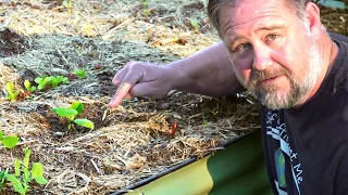 This EASY Garden TRICK Stops Rats Eating Your Seeds