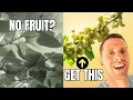 The Hidden System Behind Fruit Trees That Produce Like Crazy