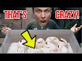 CUTTING SNAKE EGGS BIZARRE ODDS BRIAN BARCZYK