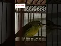 Download Lagu suara Kolibri kalapa memanggil teman