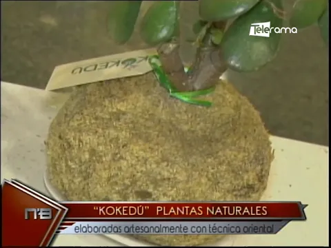 Kokedú plantas naturales elaboradas artesanalmente con técnico oriental