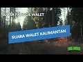 Download Lagu Suara Walet Kalimantan Full Piyik - Suara Walet Terbukti Handal