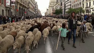 شاهد قطعان من الغنم تحتل شوارع مدريد الأكثر شهرة 