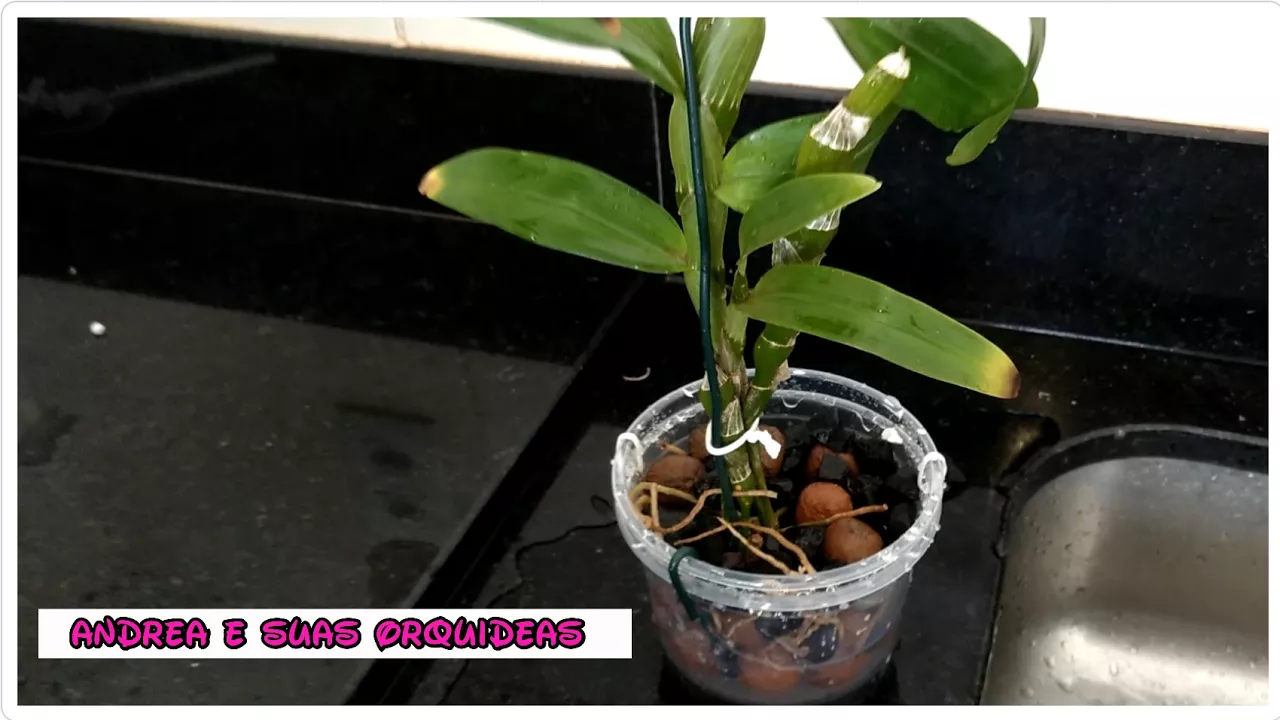 SEMI HIDROPONIA PARA ORQUÍDEA NO VASO RECICLADO