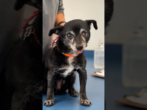 He Broke His Back Falling Off the Couch. Days Later, He Walked.