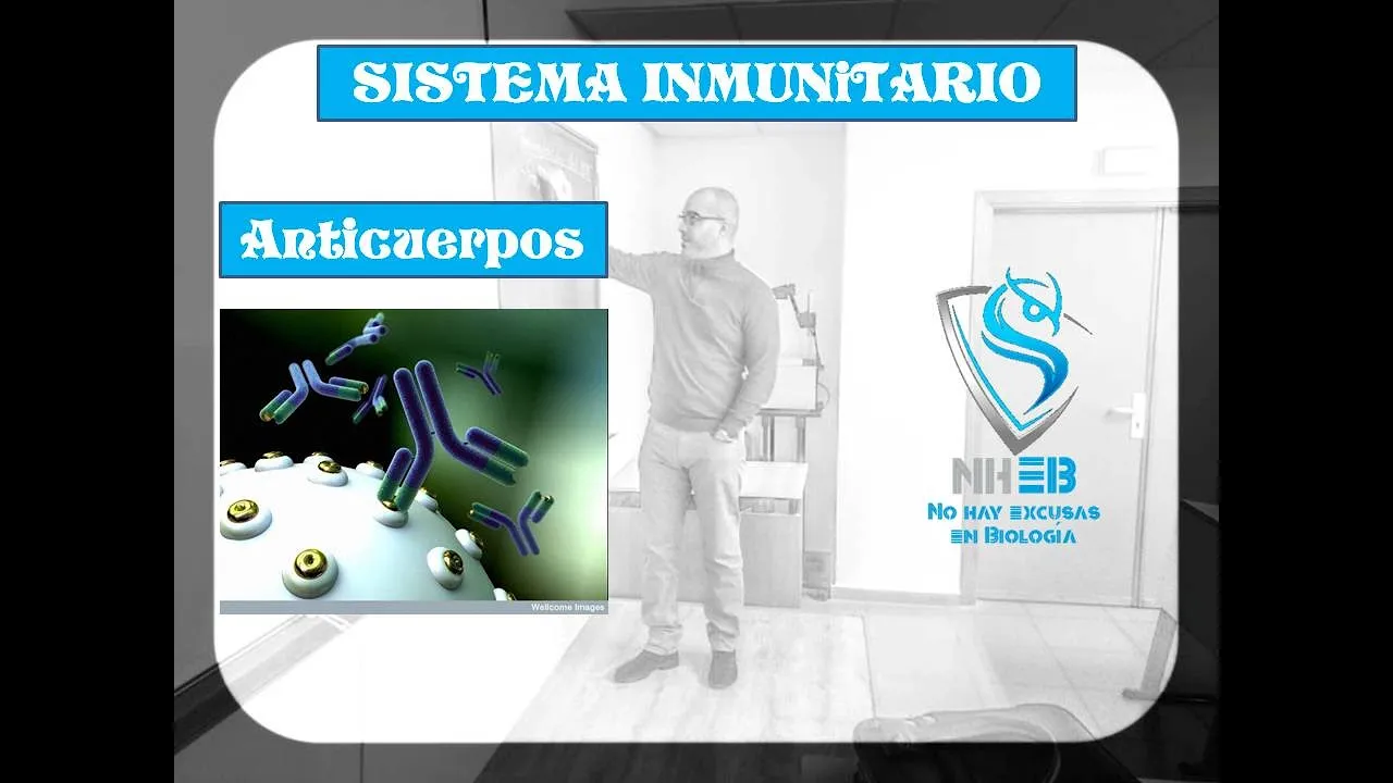 Anticuerpos: estructura y función efectora