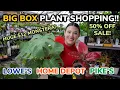 12 HUGE Monstera Deliciosa SALE Home Depot Big Box Plant Shopping Houseplant Haul Lowes Pikes