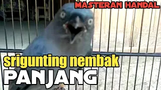 masteran burung srigunting abu abu nembak panjang srigunting gacor nembak masteran trotol murai