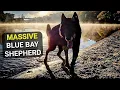 Beautiful Footage of MASSIVE Blue Bay Shepherd