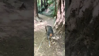 #fyp #vlog #pets #doberman #travel #life #dream
