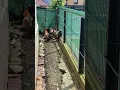 Download Lagu Chicken-Rooster Alarm Warning