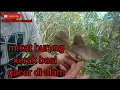 Download Lagu serunya mikat kerak basi alis putih menggunakan mp3 suara kutilang ribut..!!!