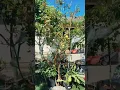 San Jose fruit trees