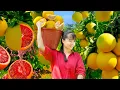 Download Lagu 365 Days Harvesting Grapefruits. Use 3-Wheeled Vehicle Transport 1000+ Grapefruits Go to Market Sell