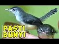 Download Lagu Pasti bunyi,,, pancingan ciblek semi agar cepat bunyi cukup hitungan detik