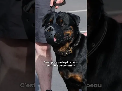 Ce Rottweiler agressif a été un tournant dans ma vie