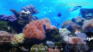 سورة هود مكتوبة كاملة بصوت القارئ فارس عباد مقصد السورة في الوصف 