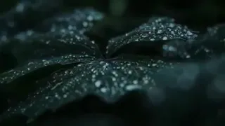 ولا ت ر ك ن وا إلى الذين ظلموا تلاوة ش ج ي ة من سورة هود بصوت معاذ سعادة 