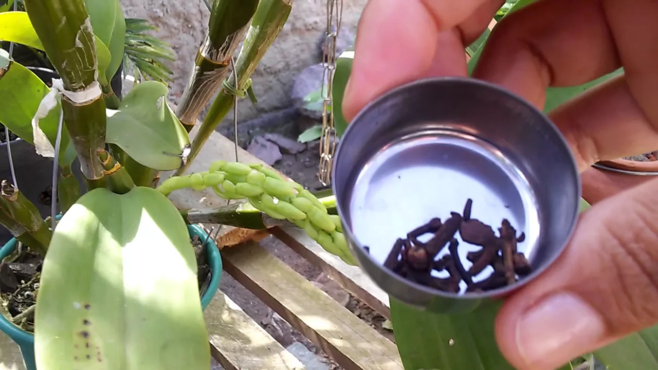 FORMIGAS NAS ORQUÍDEAS VEJA COMO ACABAR