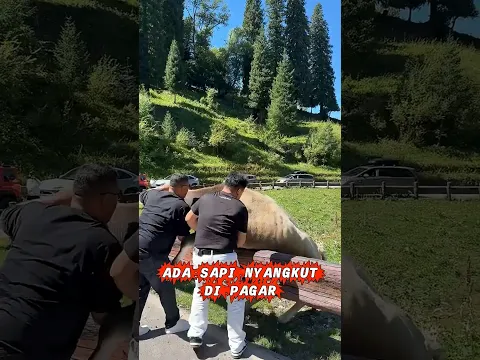 Ada Sapi Nyangkut Di Pagar #shorts