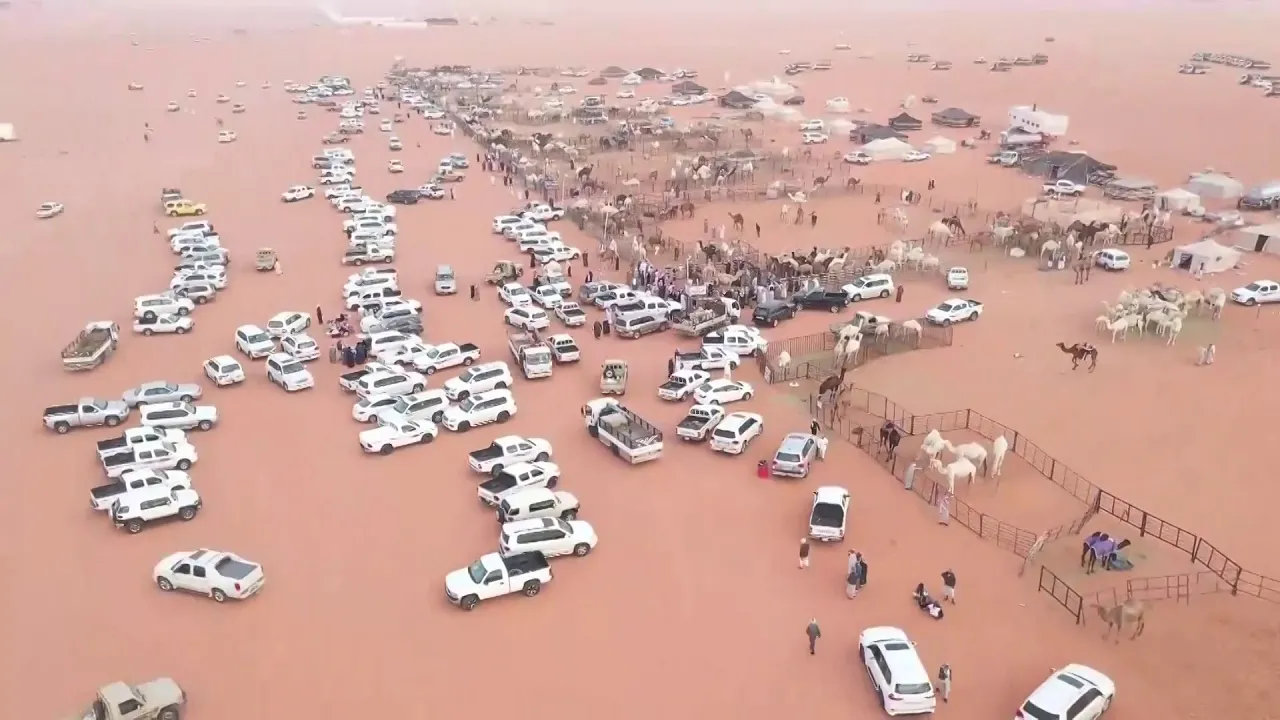 فاصل سوق الإبل بمهرجان الملك عبدالعزيز للإبل (٣) رقم ( ٥ )