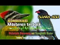 Download Lagu Masteran Pelatuk Bawang dan Tengkek Buto Jernih suara asli