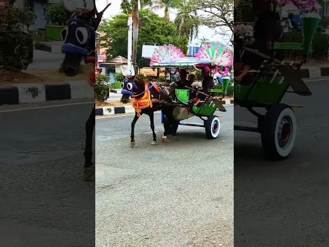 naik delman istimewa ~ lagu anak populer Indonesia #kuda #delman #laguanakanak #shorts