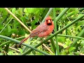 Northern cardinal bird Kawainui Marsh Trail Kailua Hawaii