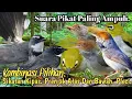 Download Lagu AMPUH.‼️ SUARA PIKAT BURUNG SIKATAN KIPAS. PRENJAK ATAS DAN BAWAH. PLECI..