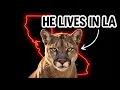 The 6 Wild Animals Taking Over California Cities