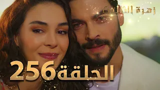 مسلسل زهرة الثالوث الحلقة 256 مدبلج الموسم الثاني الحلقة الأخيرة 