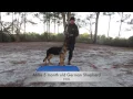 Wilmington Dog Trainers Airlie 5 month old German NC Dog Training