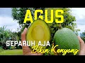 Lagu Review Buah Alpukat Varietas AGUS