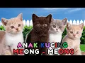 Download Lagu kucing lucu ANAK KUCING MEONG MEONG - kucing meong meong - kucing kawin - KUCING PERSIA LUCU