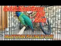 Lagu CUCAK KINOI GACOR FULL ISIAN ❗COCOK BUAT MASTERAN Burung kicauan Anda