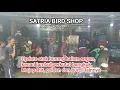 Download Lagu Update stok burung bahan satria bird shop Minggu 12/10/2025