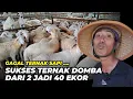 Download Lagu Sukses Ternak Domba. Dari 2 Jadi 40 Ekor | @AGROTV9