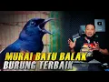 Download Lagu KENAPA‼️murai batu balak adalah burung terbaik