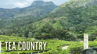 Ep 386 | Exploring India’s TEA PLANTATIONS in the High Country, Life in a Nutshell