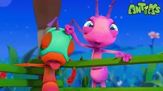 Ants Try WRESTLING! 🐜 Antiks Storytime!