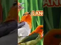 Lagu suara burung komade