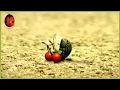 Lagu Some Weird Fly | Minuscule | 45' Compilation