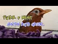 Download Lagu SUARA PANCINGAN WAMBI BETINA