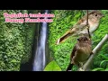 Download Lagu tembakan burung Flamboyan || terapi air💯