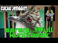 Download Lagu Cucak jenggot isian kuntilanak