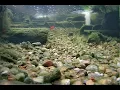Illinois Fish Pond Live Stream - 2026-08-15